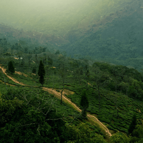 Sikkim Darjeeling